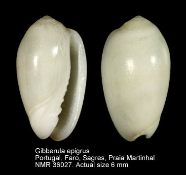 Gibberula epigrus.jpg - Gibberula epigrus(Reeve,1865)